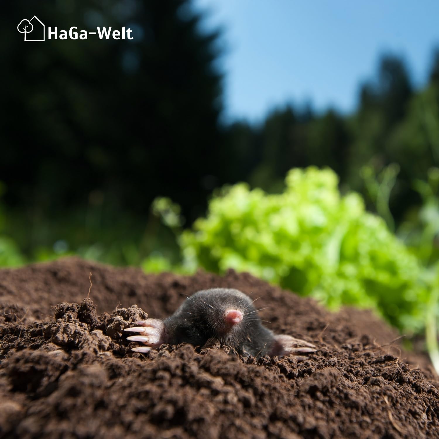 HaGa-Welt – Red Anti talpas, herbicida 200 m², tamaño 2 M x 100 m
