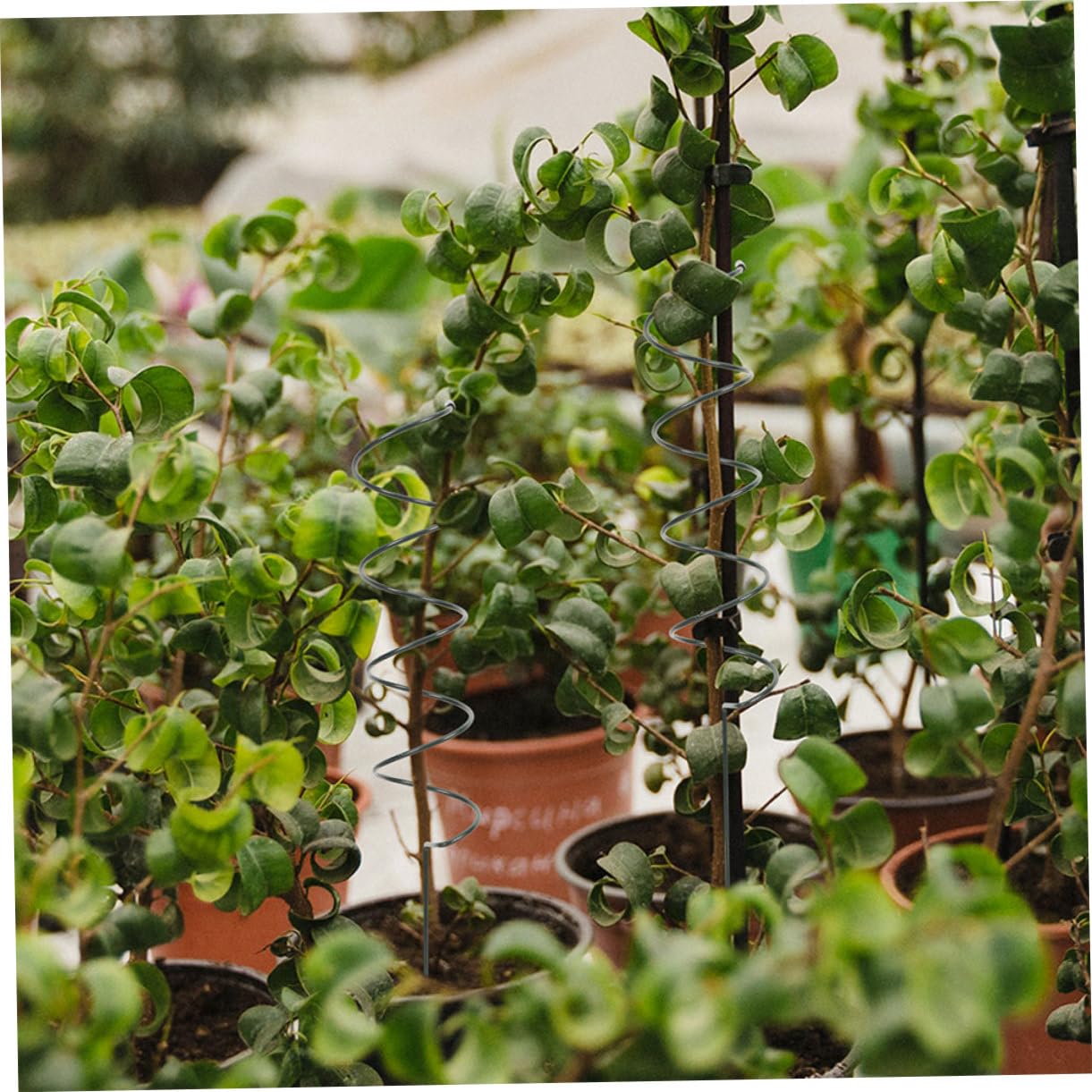 Toyvian 8 Pièces Supports Spirale pour Plantes Lot de Tuteurs de Jardin pour Tiges de Fleurs et la de Hauteur Design Stable et Durable