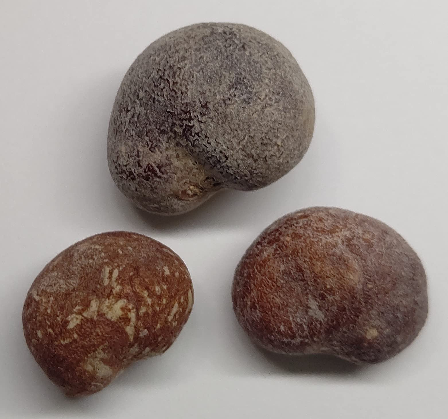 実生株 アダンソニア スアレゼンシス adansonia suarezensis Amazon.co.jp: アダンソニア・スアレゼンシス (バオバブ) Adansonia