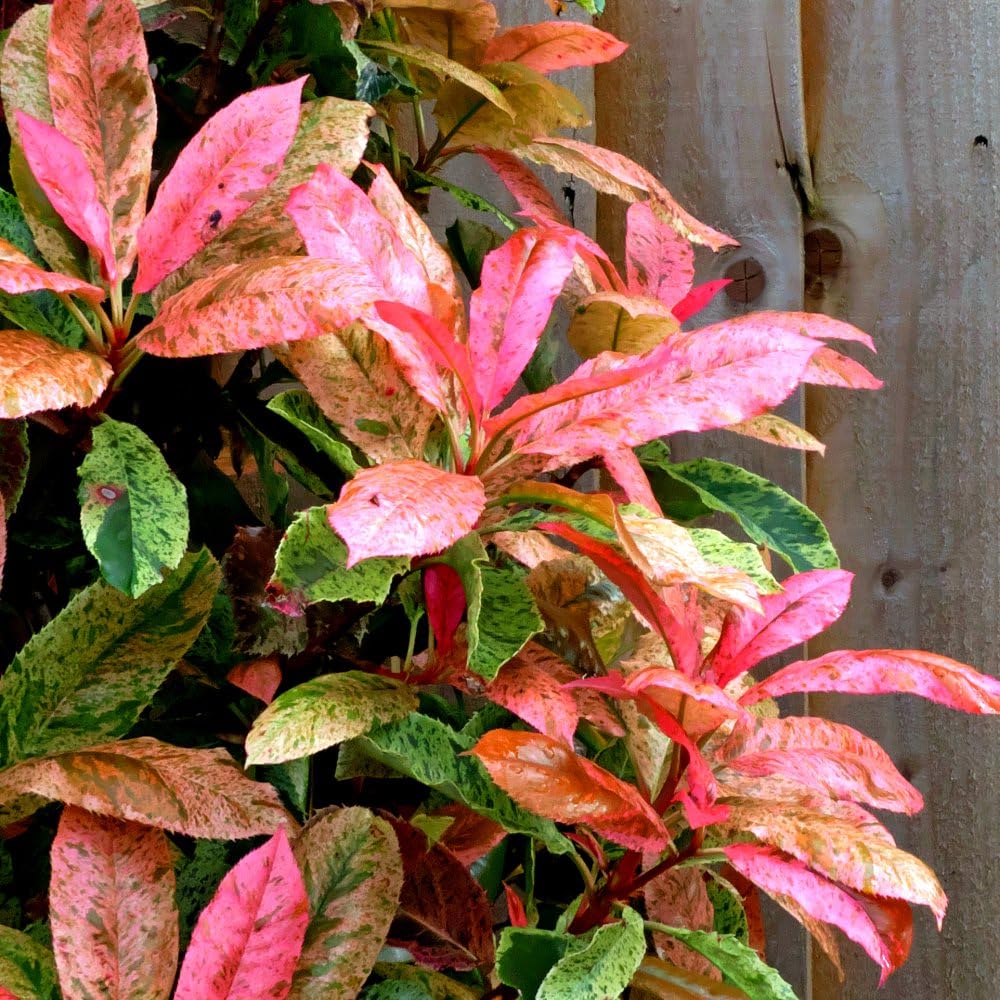 Photinia Pink Crispy - Award-Winning Shrub with Stunning Pink Foliage – 3 Litre Potted Plant by Thompson & Morgan