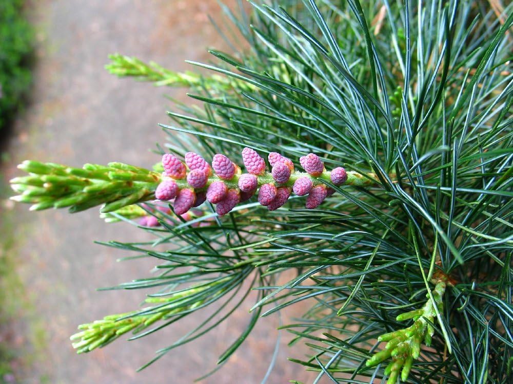 Blue Japanese Five Needle Pine 2 - Year Live Plant