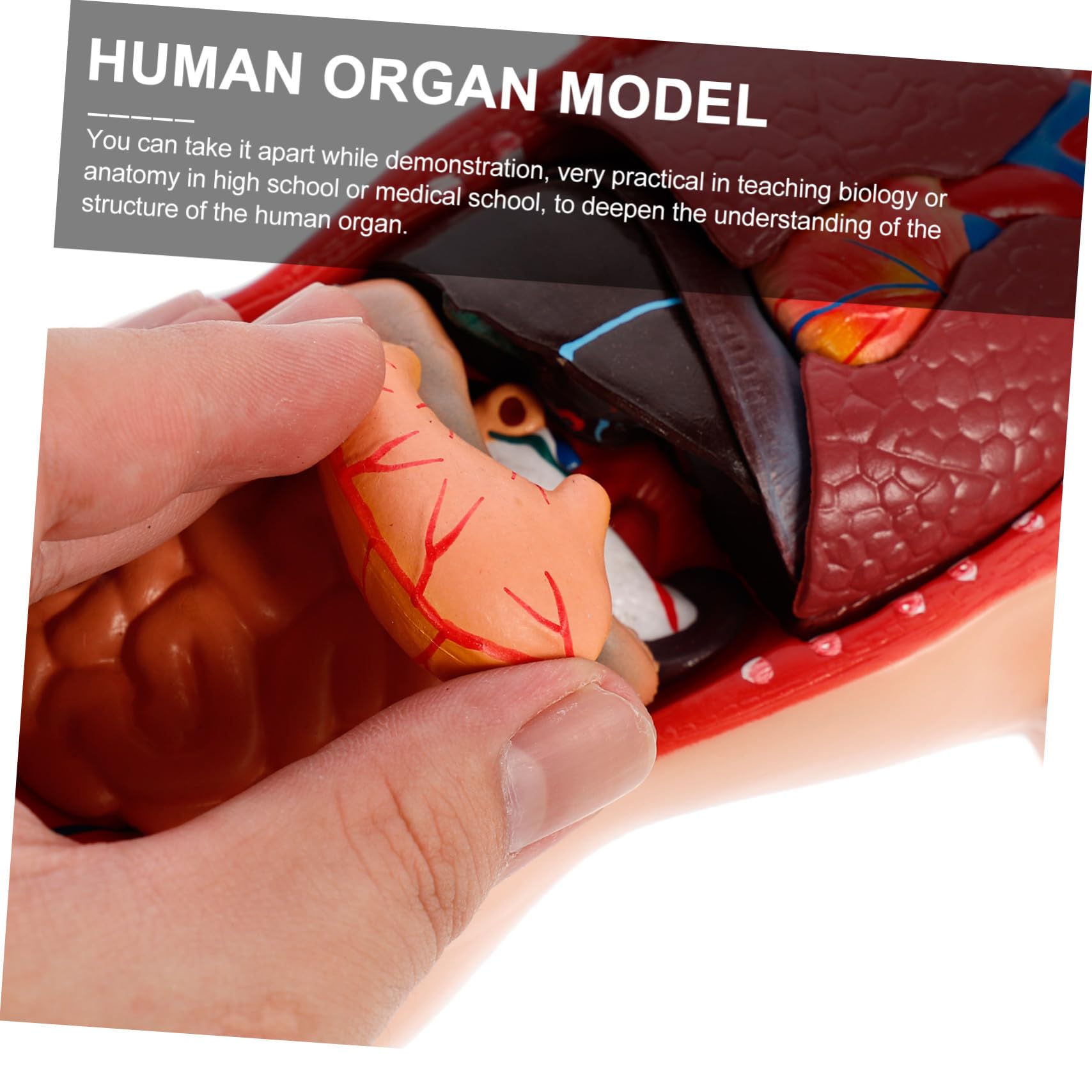 Medizinisches Lehrmodell Herz und Organe Anatomisches Organmodell aus Stabilem Material Zerlegbares Biologie Demonstrationsmodell für Unterricht und Patientenerklärung