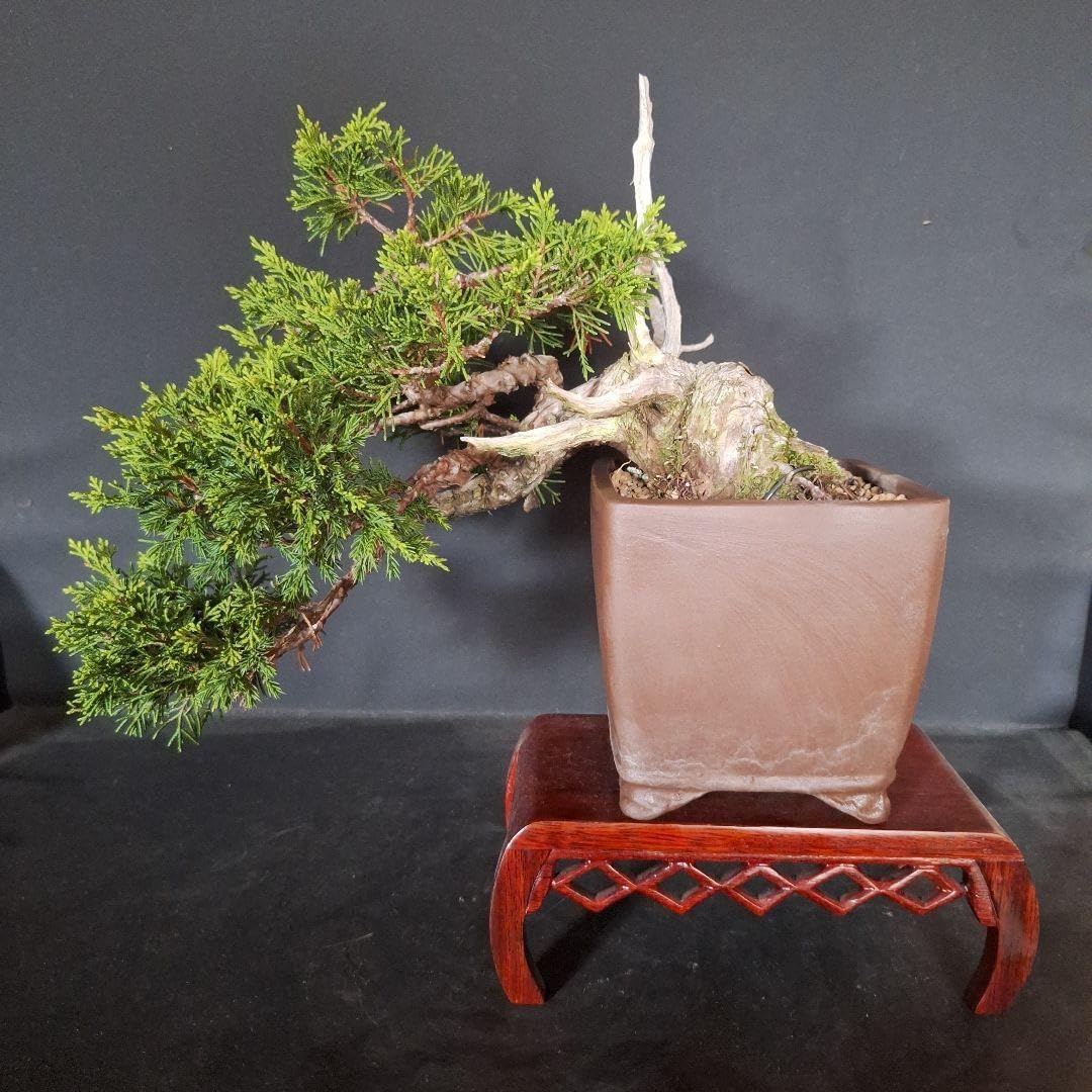 OP50-1 ピンクだけ 大玉50球 ユリ球根 オリエンタル OP50-1 ピンクだけ 大玉50球 ユリ球根 オリエンタル