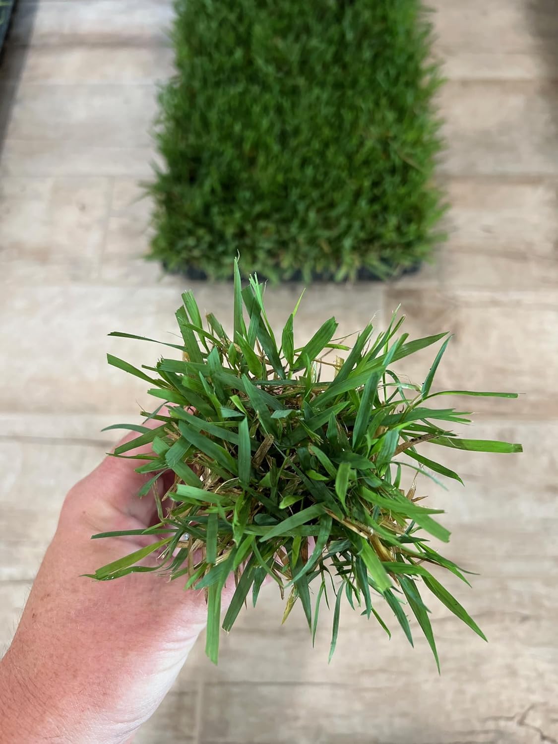 Zoysia Plugs - 100 Full Zoysia Grass Plugs | Mature Roots | Individually Grown