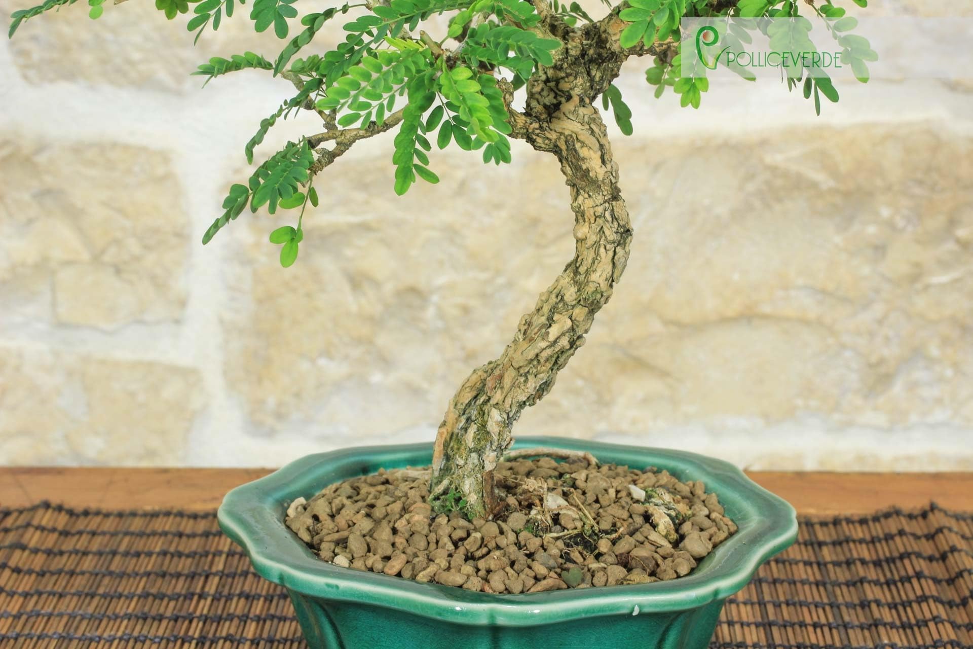 Sesbania Bonsaï (9)