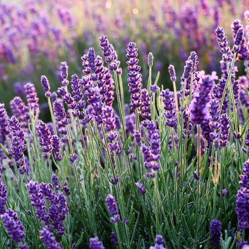 2 Lavender Plants Live Indoor, 2-5" Tall, Lavandula Trees Live Plants for Planting Your Garden, Fragrant Flowers Perennial (Purple Lavender)
