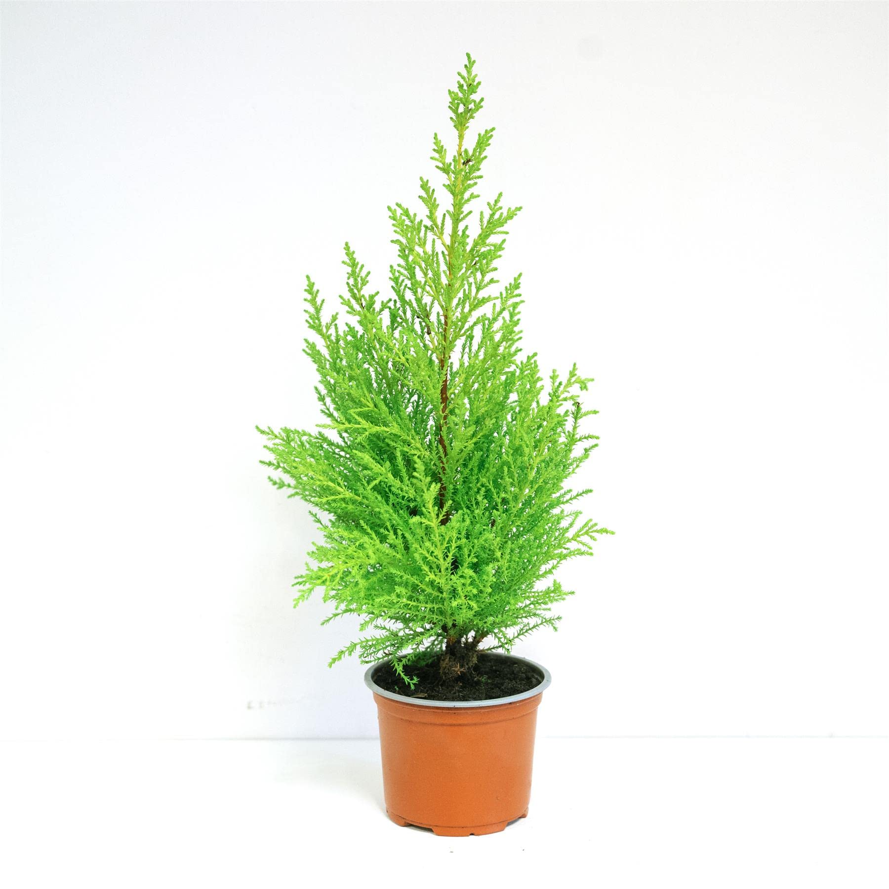 1 scopa estiva cipresso bruciante cespuglio Hardy Evergreen biancheria da letto da giardino in vaso