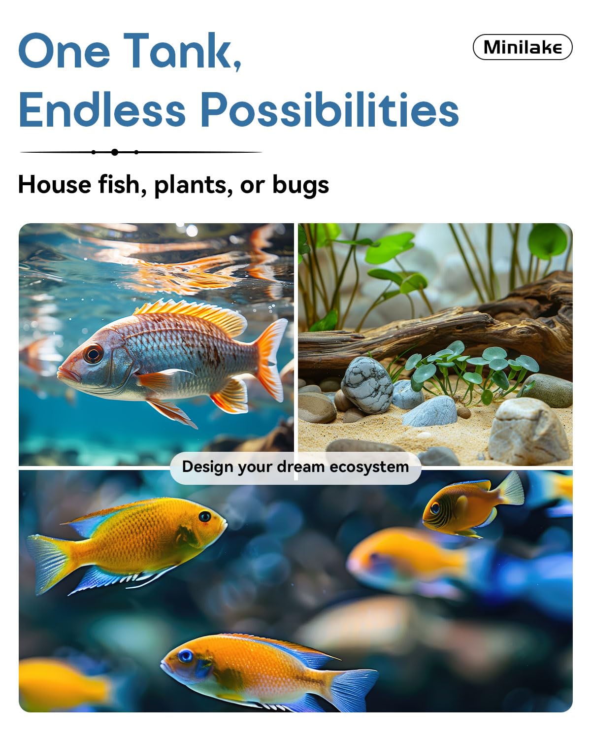 Betta Fish Tank in vetro da 3 galloni, starter kit con filtro, luci, coperchio