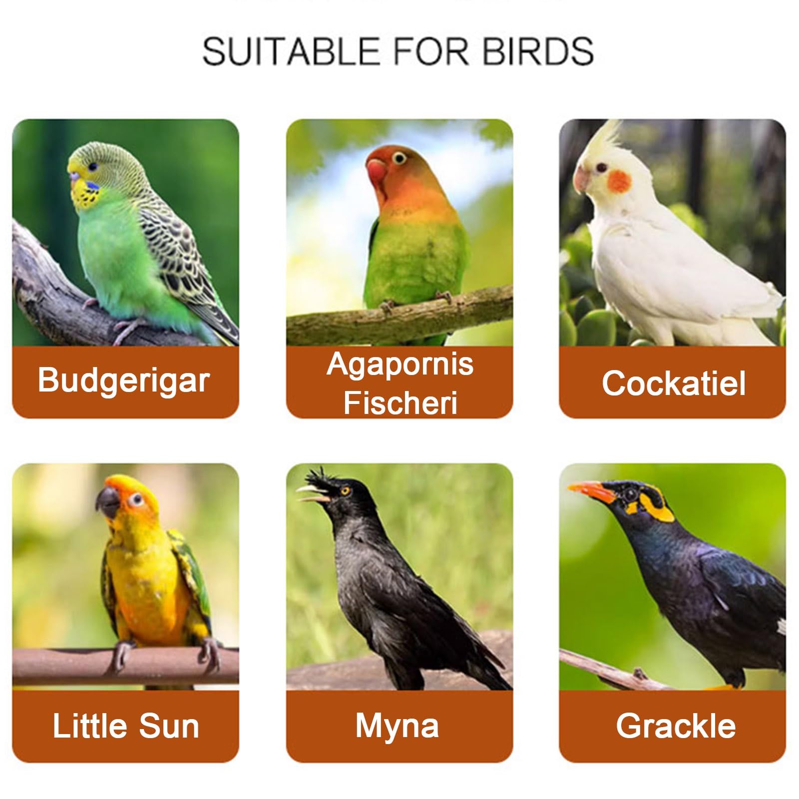 Cage à oiseaux avec toit ouvert - Volière d'intérieur pour perruches, calopsittes et conures