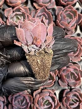 多肉植物【夕焼けの舞】抜き苗 多肉植物【夕焼けの舞】抜き苗 多肉植物【夕焼けの舞】抜き苗