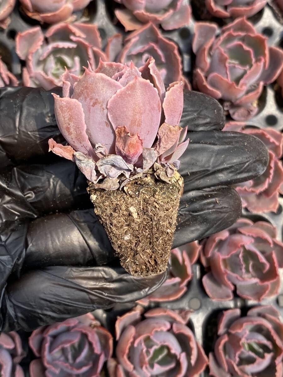 Amazon.co.jp: 20株Y132多肉植物 エケベリア夕焼けの舞超美苗 サボテン