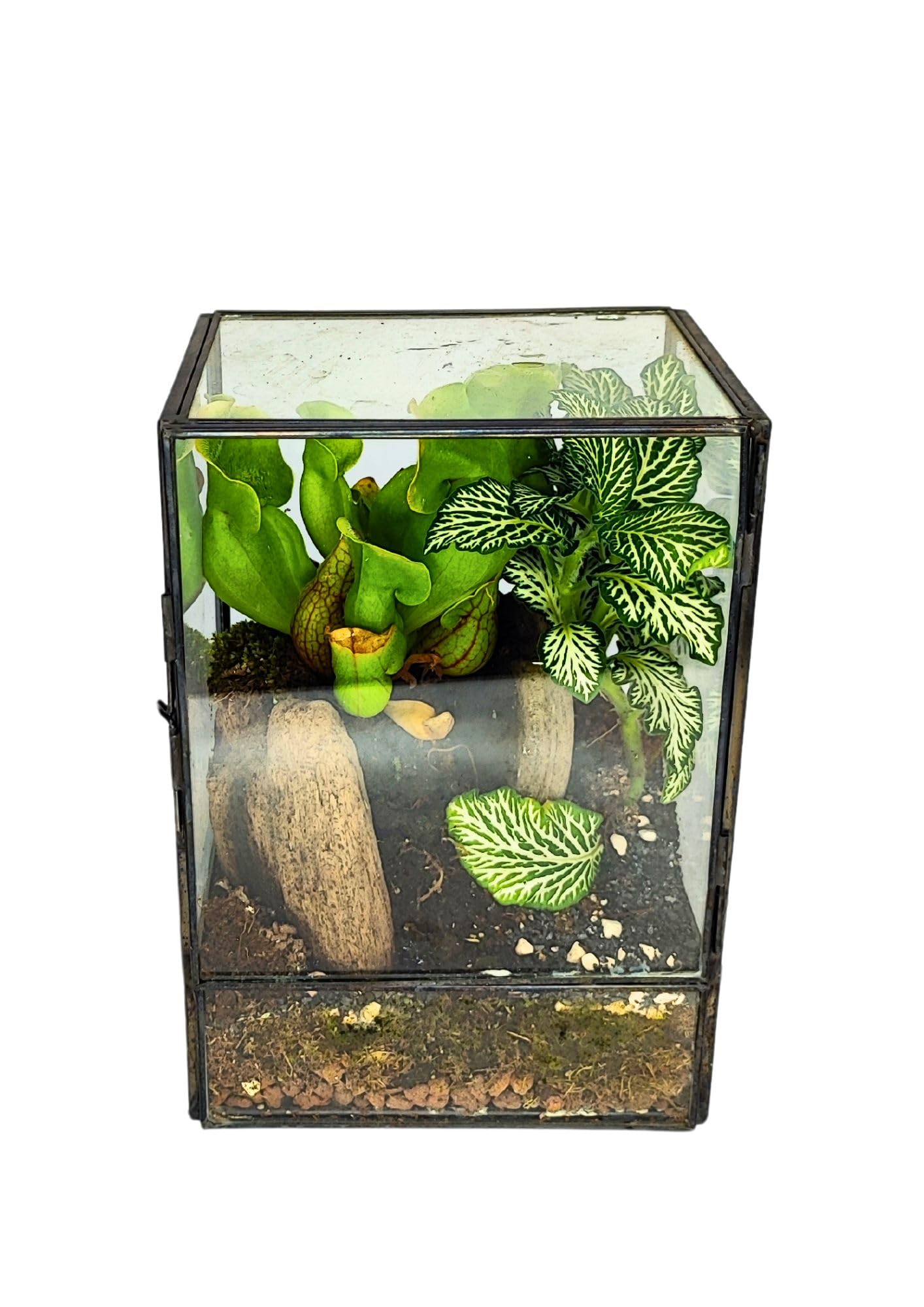 I GIARDINI DI GIULIA - Kit Terrarium DIY | Contenedor Geométrico de Vidrio y Hierro | Incluye 3 Plantas y Sustratos | Ideal para Diseño de Interiores, Negro y Transparente