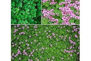 200+ Lucky Shamrock Seeds
