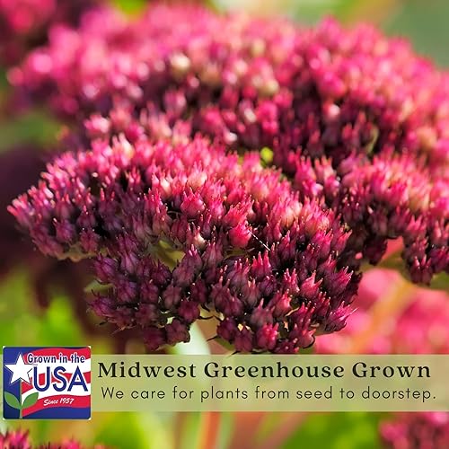 Miniatura 4 de Clovers Garden Sedum - Plantas de fuego de otoño, dos (2) plantas vivas, sin OMG, sin semillas, cada una de 4 a 8 pulgadas de alto, en macetas de 4