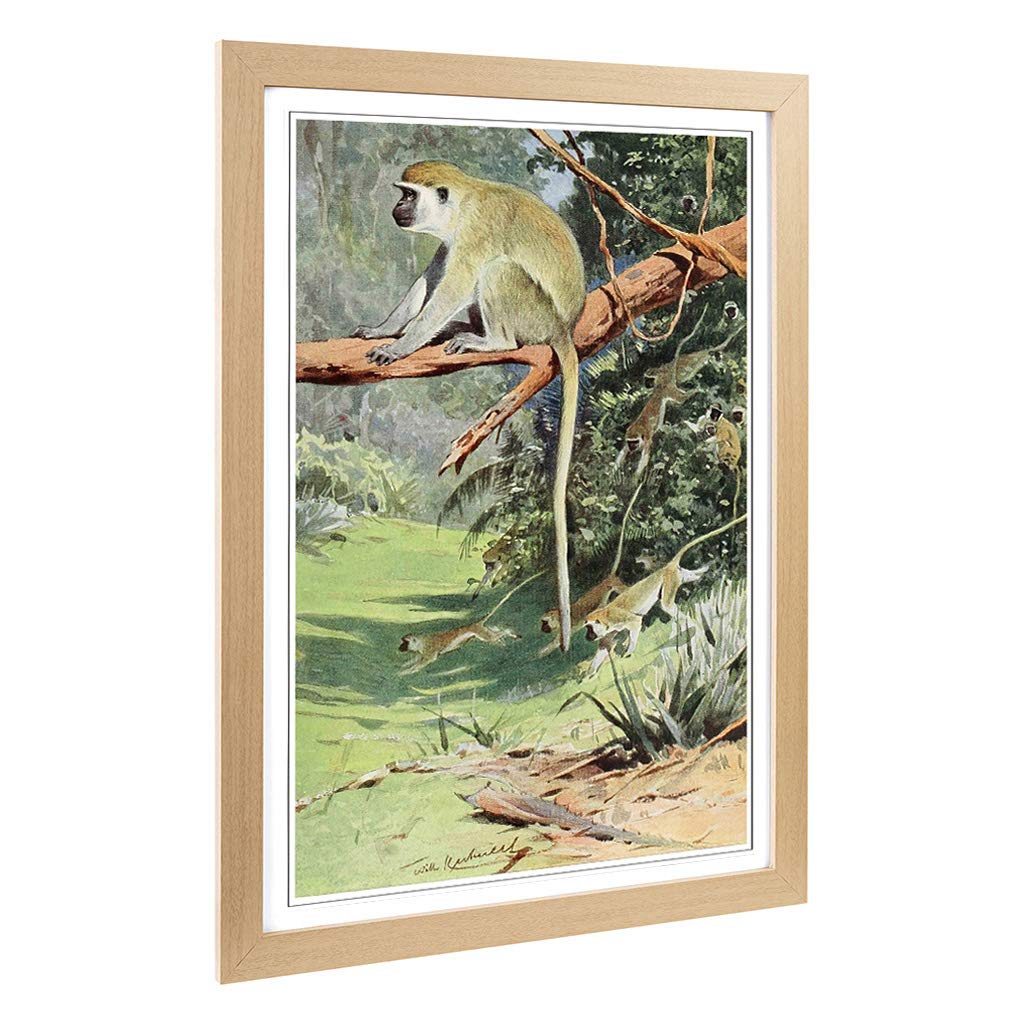 Big Box Art Framed Print of Vintage W Kuhnert Vervet Monkey Design | Wall Art Picture | Home Decor for Kitchen, Living Room, Bedroom, Hallway, Oak, A2 / 24.5x18 Inch / 62x45cm