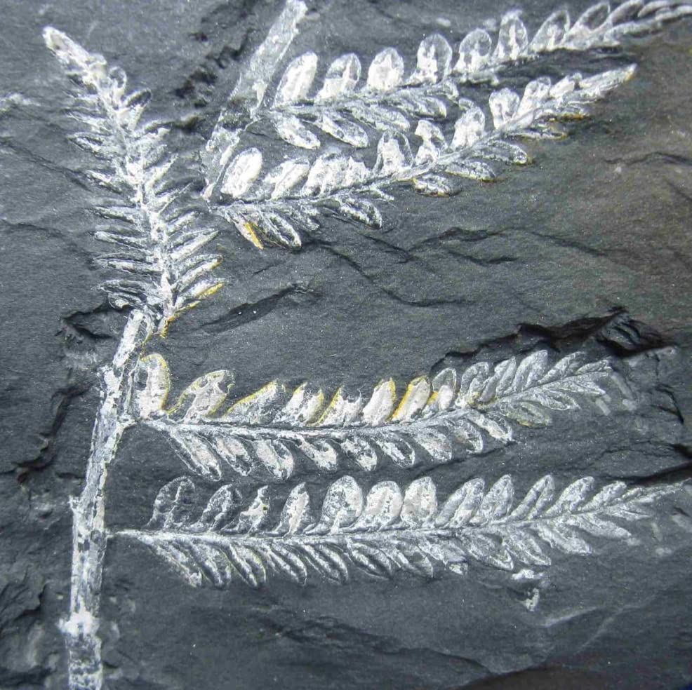 Amazon.co.jp: SCIENCE シダ植物化石 Fossil Plants アレソプテリス