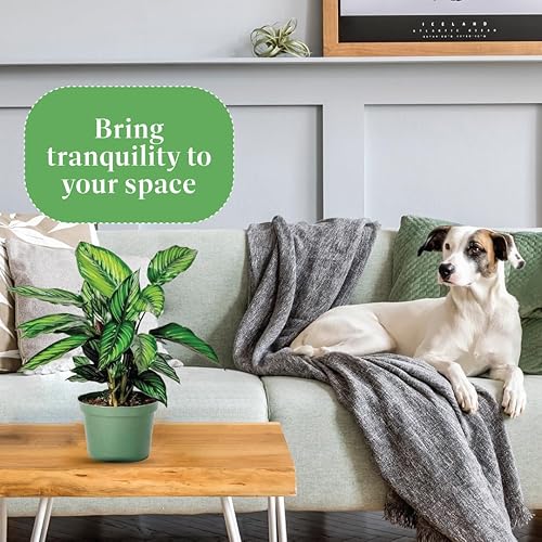 Miniatura 4 de American Plant Exchange Live Calathea 'Beauty Star' - Cubierta para maceta de 6 pulgadas, planta de interior tropical apta para mascotas con hojas