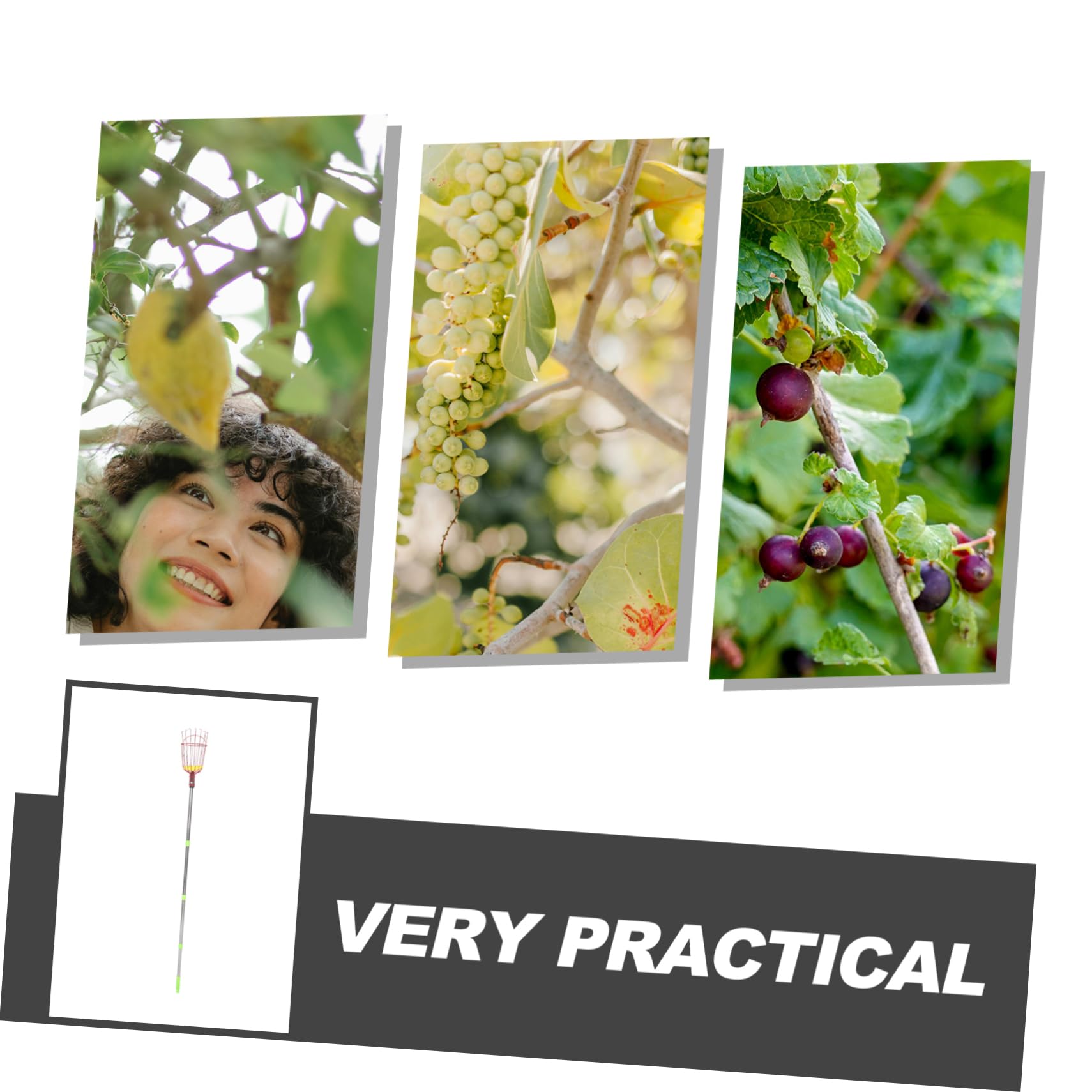 1.6m Cueille-Fruits Extensible avec Panier pour Fruits Perche à Fruits Réglable pour Cueillette Facile