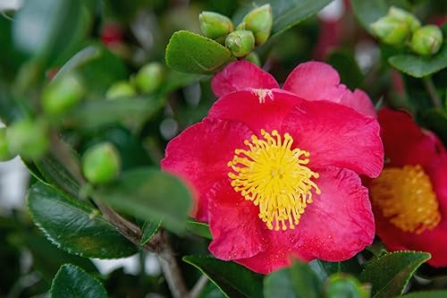 Miniatura 2 de Blooming & Beautiful - Yuletide Camellia - 3 gal - Arbusto de hoja perenne - Flores rojas con estambres amarillos brillantes - Floración otoño