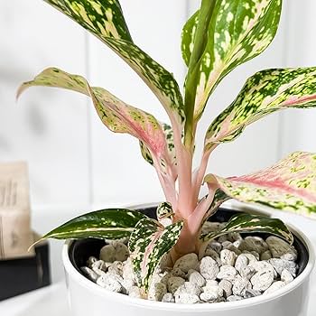 【アグラオネマ ビクトリー】 美斑入り レア 鉢ごと発送します アグラオネマ ビクトリー】 美斑入り 希少 鉢ごと発送します