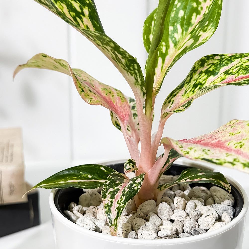 アグラオネマ　月光 アグラオネマ 月光 アグラオネマ | artPLANTs （アートプランツ）