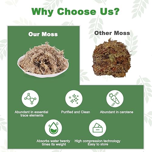 Miniatura 6 de Sphagnum - Mezcla de musgo para macetas, plantas carnívoras naturales secas de musgo para orquídeas sarracenia, plantas de jardinería y reptiles