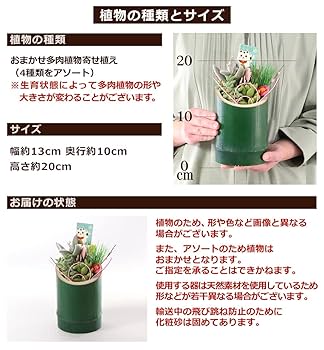 Amazon｜2023 迎春 正月飾り 多肉植物 正月寄せ植え 招福・翠