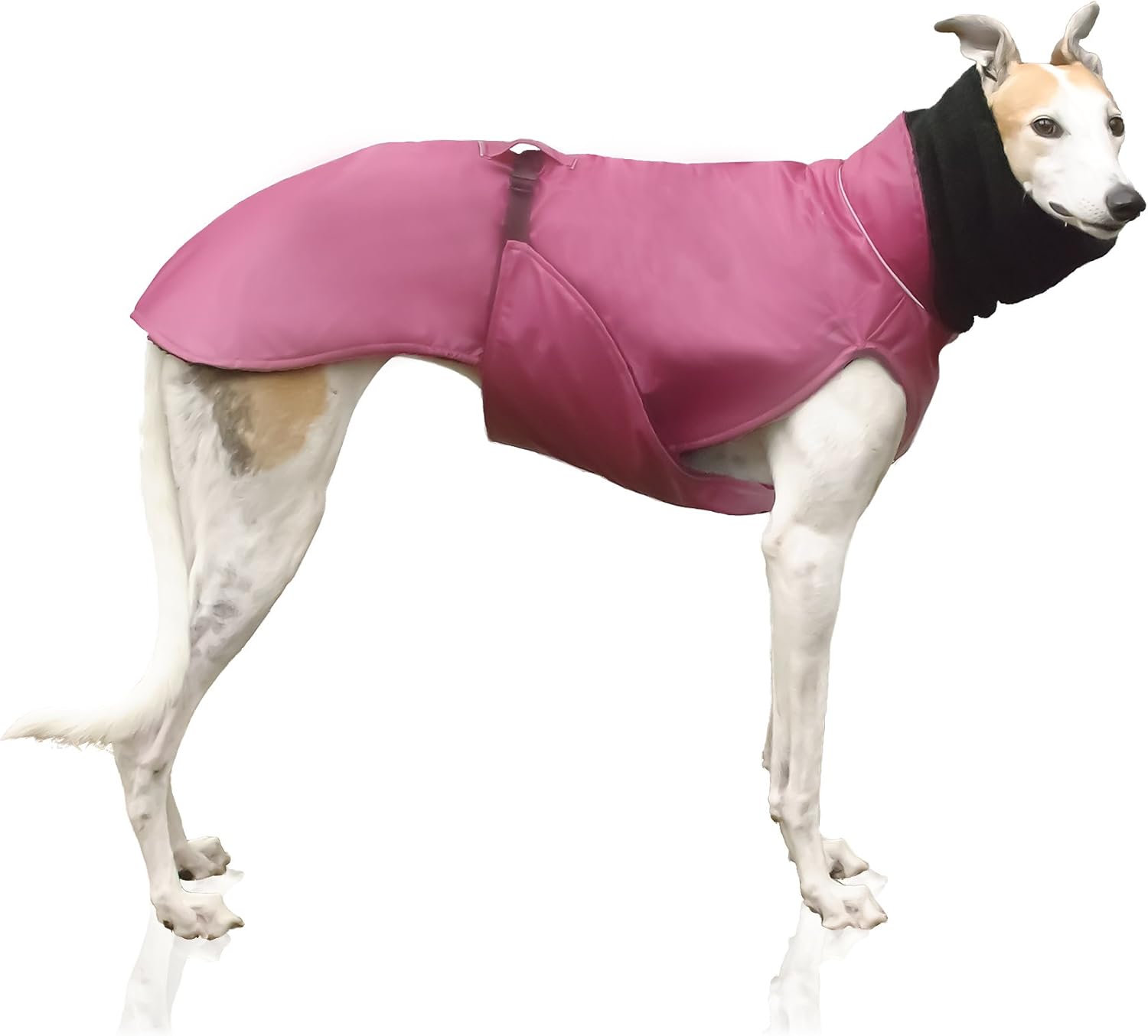 leash aggression towards humans