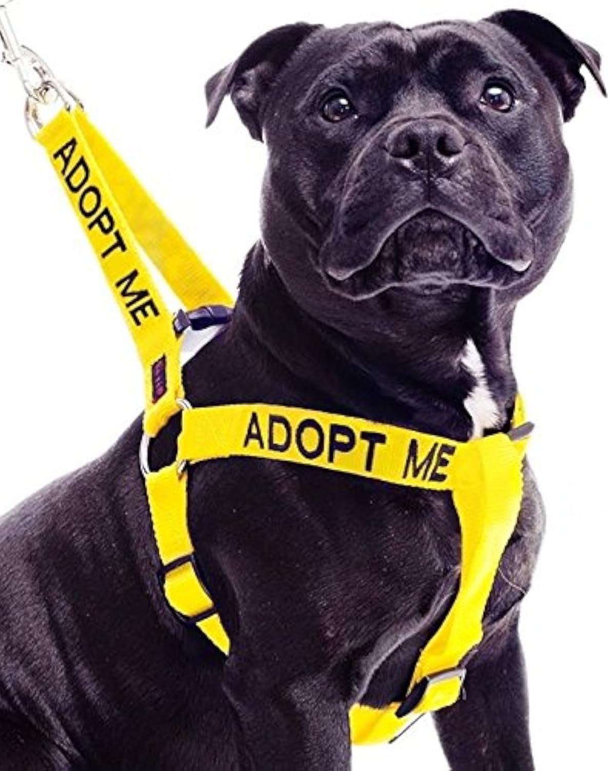Dexil ADOPT ME (I Need A New Home) Yellow Colour Coded Non Pull L-XL Dog Harness PREVENTS Accidents By Warning Others Of Your Dog In Advance