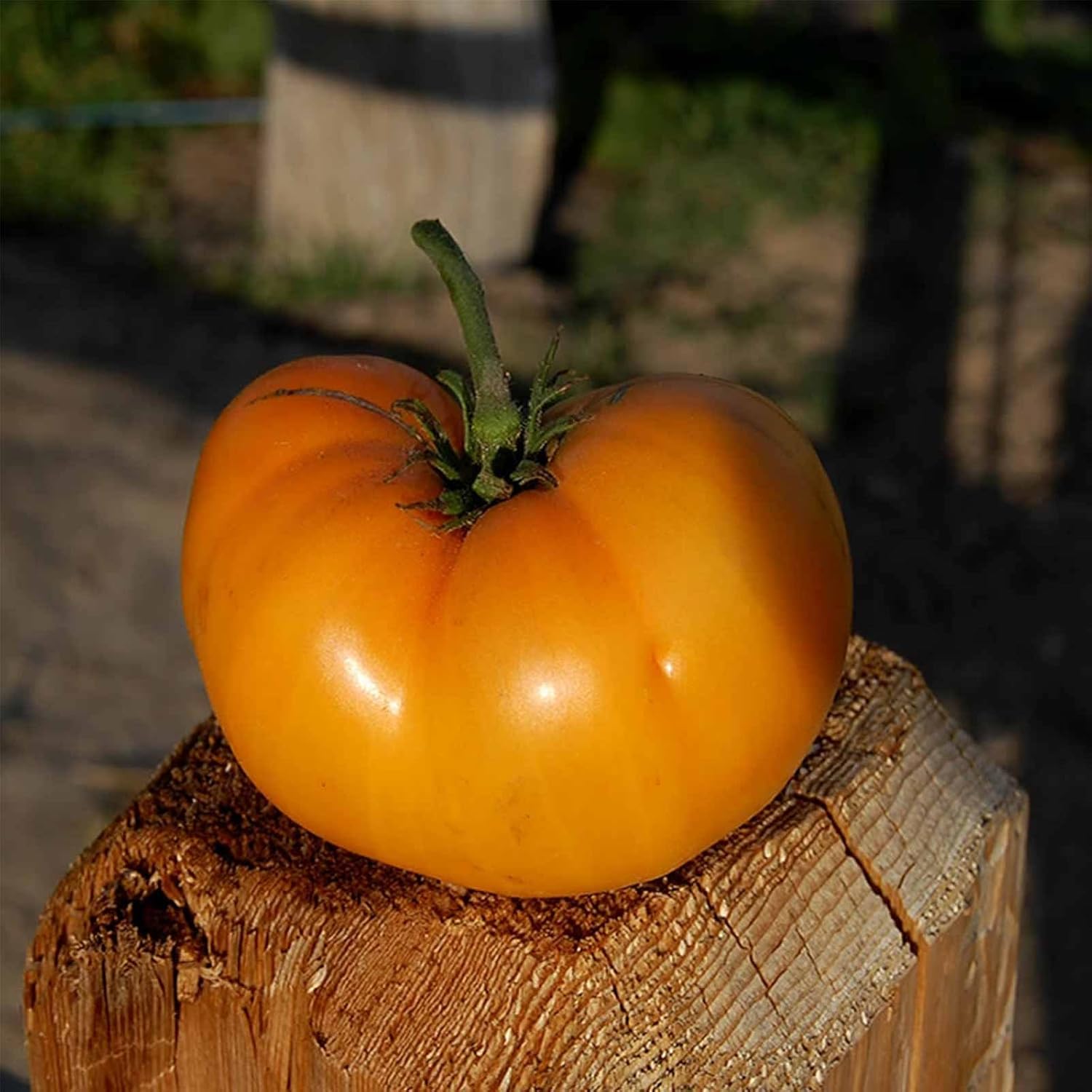 Tomato Garden Seeds - Golden Queen - 1 Oz - Non-GMO, Organic, Heirloom, Vegetable Gardening Seed