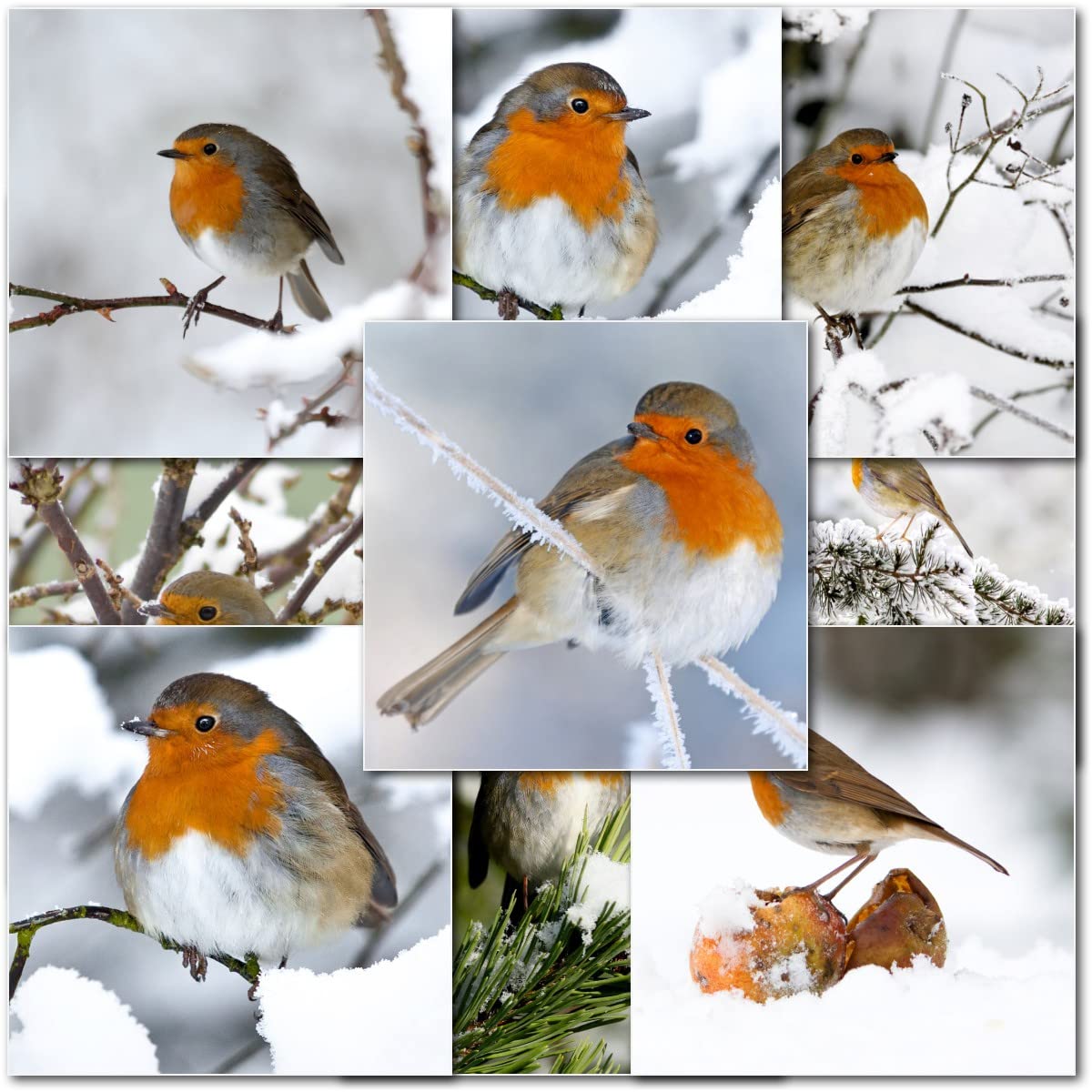 doodlecards Pack of 10 Mixed Robin Christmas Cards. Printed in UK, Premium Quality & 100% Recyclable.