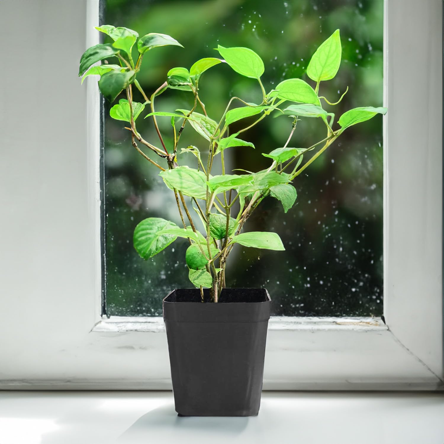 Gandha Prasarini - Paederia foetida LIVE PLANT - Skunk Vine Gandhali Paduri lata Gandha bhadulia Oinam Bakuchi Gandhali Takkeda Hiranvel Mudiyar Hesarani Tala nili gandal Muthiar (B0BQ9YS2LX) Amazon Price History, Amazon Price Tracker