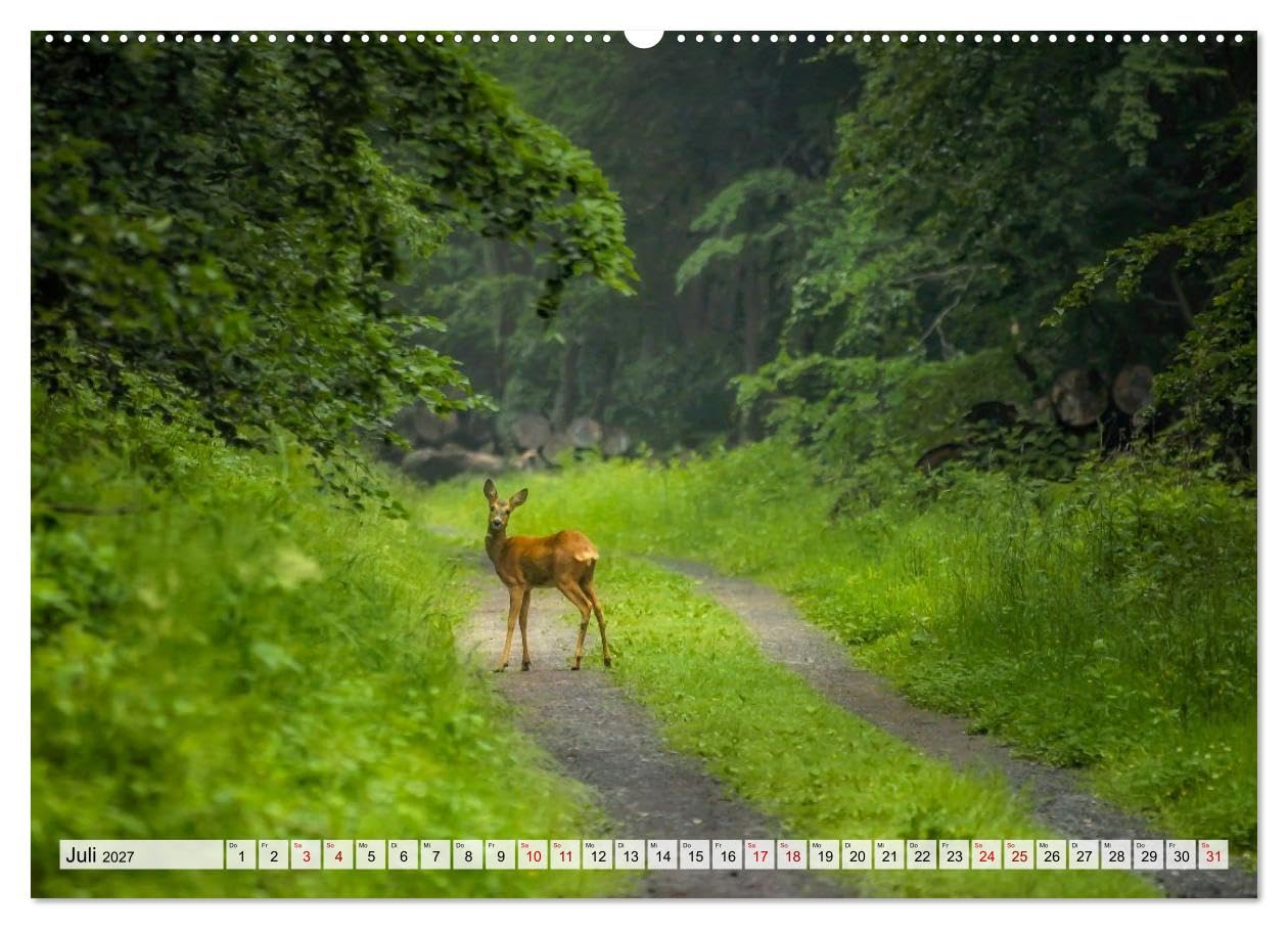 CALVENDO · Sanfte Augenblicke, Faszination Rehe (Kalender 2027) | DIN A2 Querformat · Premium-Wandkalender · Rehe, Eleganz und Sanftmut des Waldes