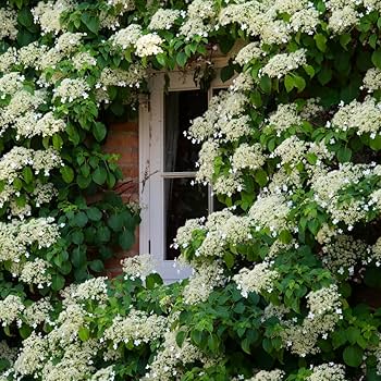 Hydrangea4937　0806 Hydrangea Xenon 80cm | Wholesale Dutch Flowers & Florist