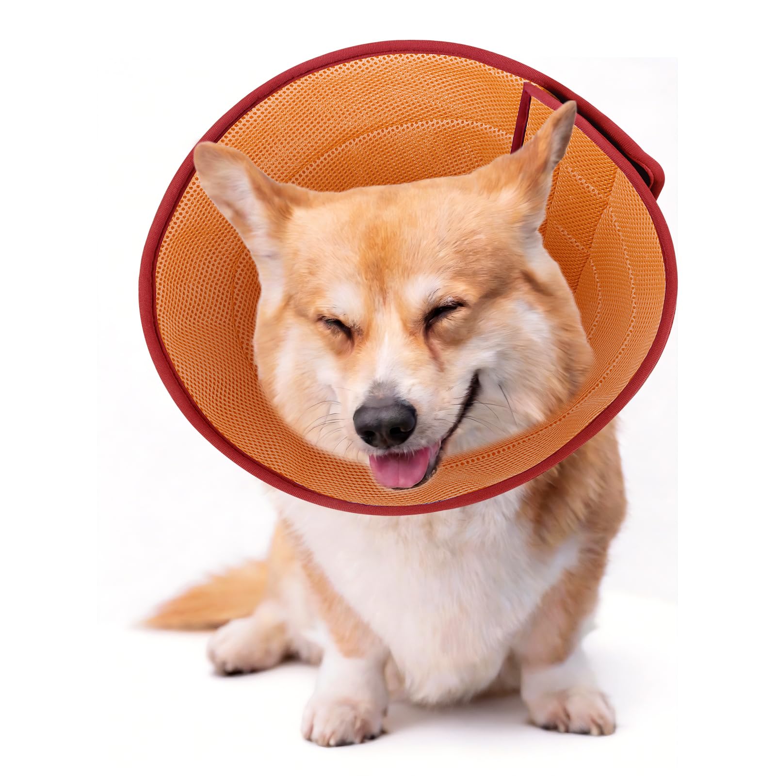 Photo 1 of Babday Soft Recovery Dog Cone Collar, Orange, M
