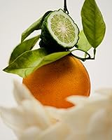 Vista 2 de Maison Louis Marie - No.12 Bousval Vela de cera de soja Fragancias de lujo para un mundo moderno (240 g 8.5 oz)