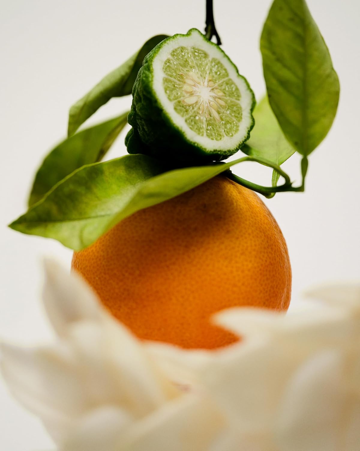 Maison Louis Marie - No.12 Bousval Natural Roll-On Perfume Oil | Luxury Clean Beauty + Non-Toxic Fragrance (0.5 fl oz | 15 ml) - Image 2