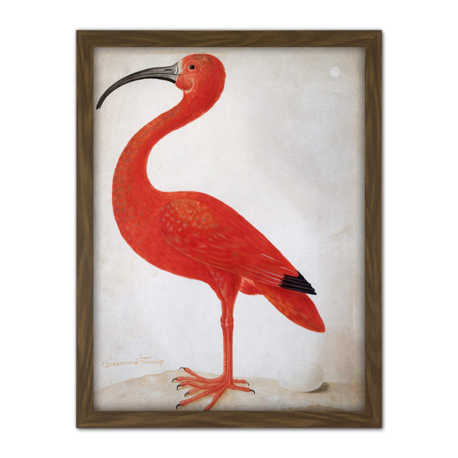 Artery8 Merian Scarlet Ibis Bird With Egg Skin Painting Artwork Framed Wall Art Print 18X24 Inch
