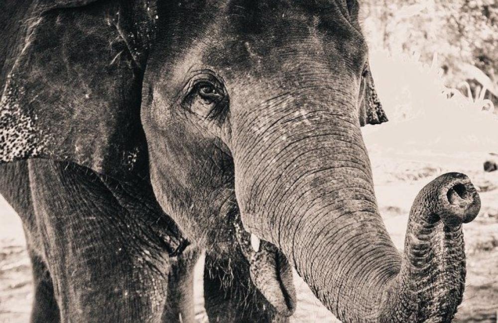 ERUZO 5D Diamond Painting Round Diamond DIY Cross Stitch Elephant Home Decoration Gift50x60cm