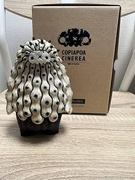 Amazon.co.jp: Robin Huang Copiapoa Cinerea 羅本黑王丸