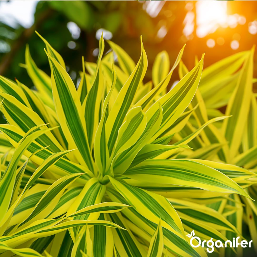 Concime Liquido - 5x1L - Per Dracaena - NPK 2-1-8