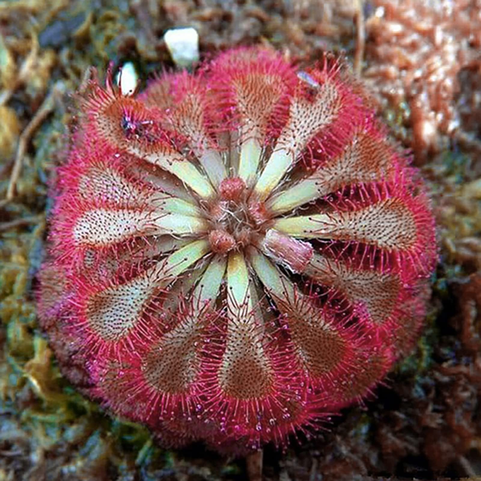 Semillas de Plantas carnívoras Naturaleza Atractiva Especial Hermosas Semillas de Plantas carnívoras para balcón