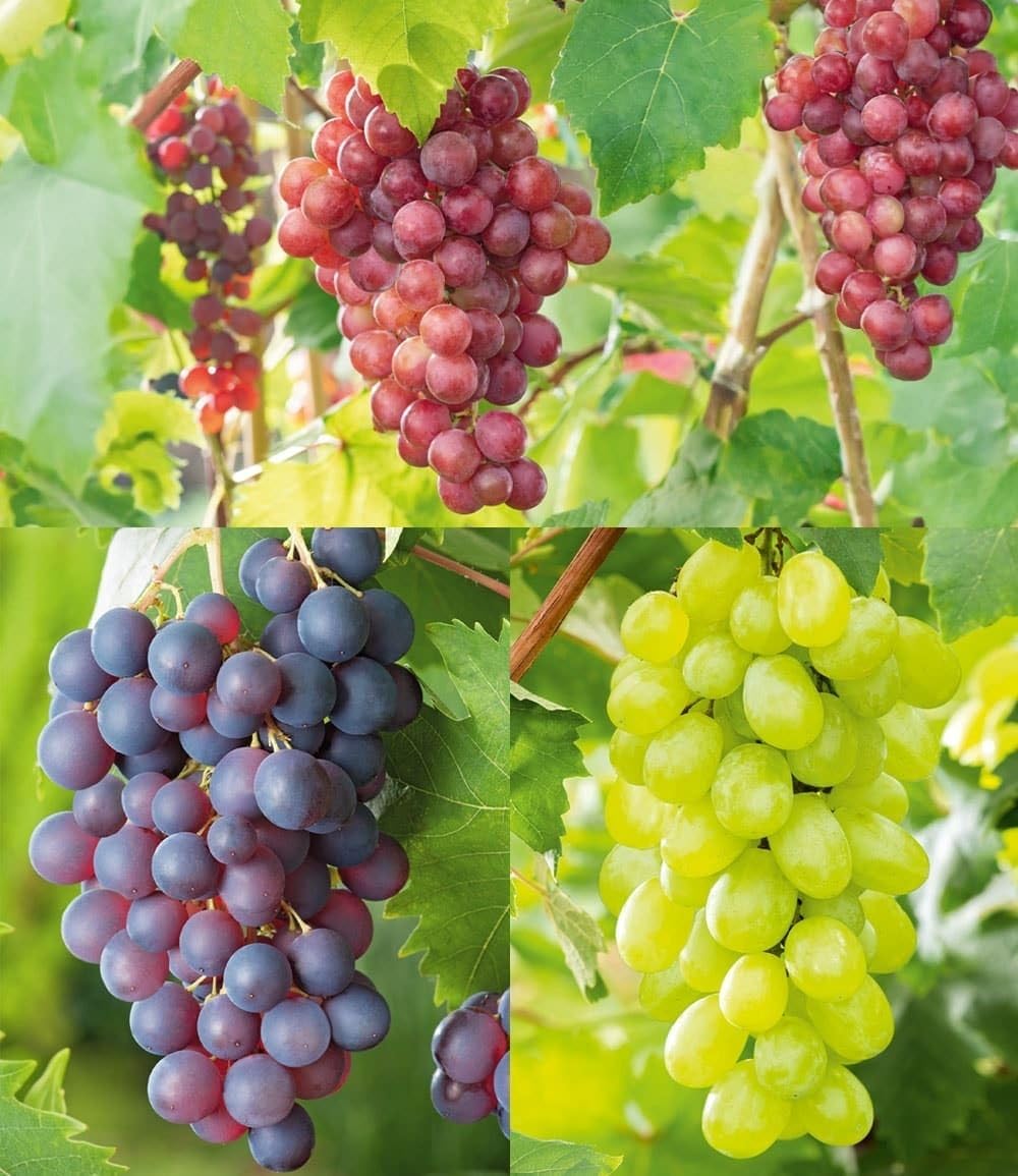 BALDUR Garten 3er Kernlose Tafel-Trauben-Kollektion, 3 Pflanzen je im 10 cm-Topf, Weinreben Sortiment kernlos, Sorten New York, Vanessa, Venus, winterhart, resistente Züchtungen, Vitis vinifera
