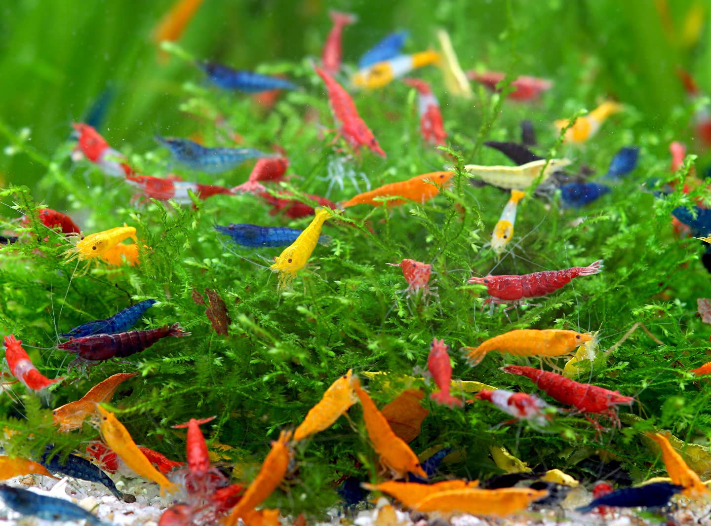 NatureHolic Rainbow Garnelenmix | Garnelen fürs Aquarium | 20x Neo Regenbogen Garnelenmix + 12x Seemandelbaum Blätter | Ideal für Einsteiger - hübsche Mischung aus bunten Garnelen