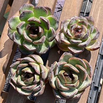 17.多肉植物 エケベリア 韓国苗 名無し 17.多肉植物 エケベリア 韓国苗 名無し