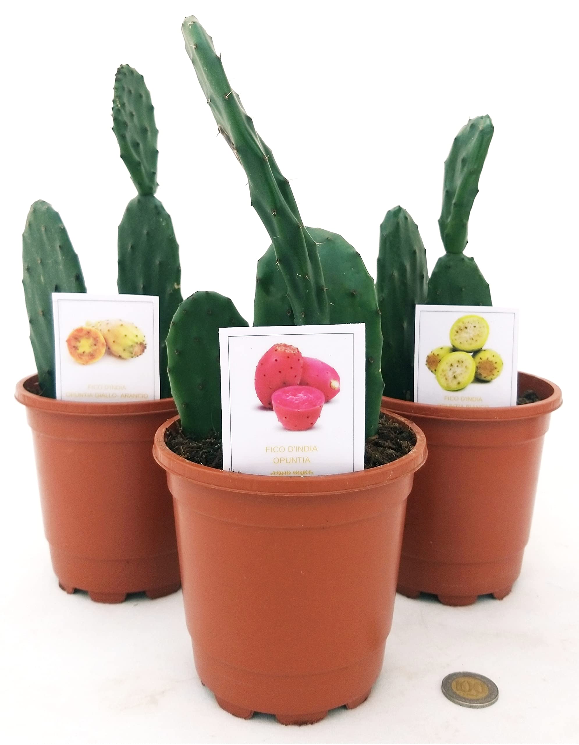 POWERS TO FLOWERS - BEGONIA MASONIANA XXL IN VASO CERAMICA NERO A RIGHE Vaso 20cm Diametro Pianta Vera B0bh11rjcd