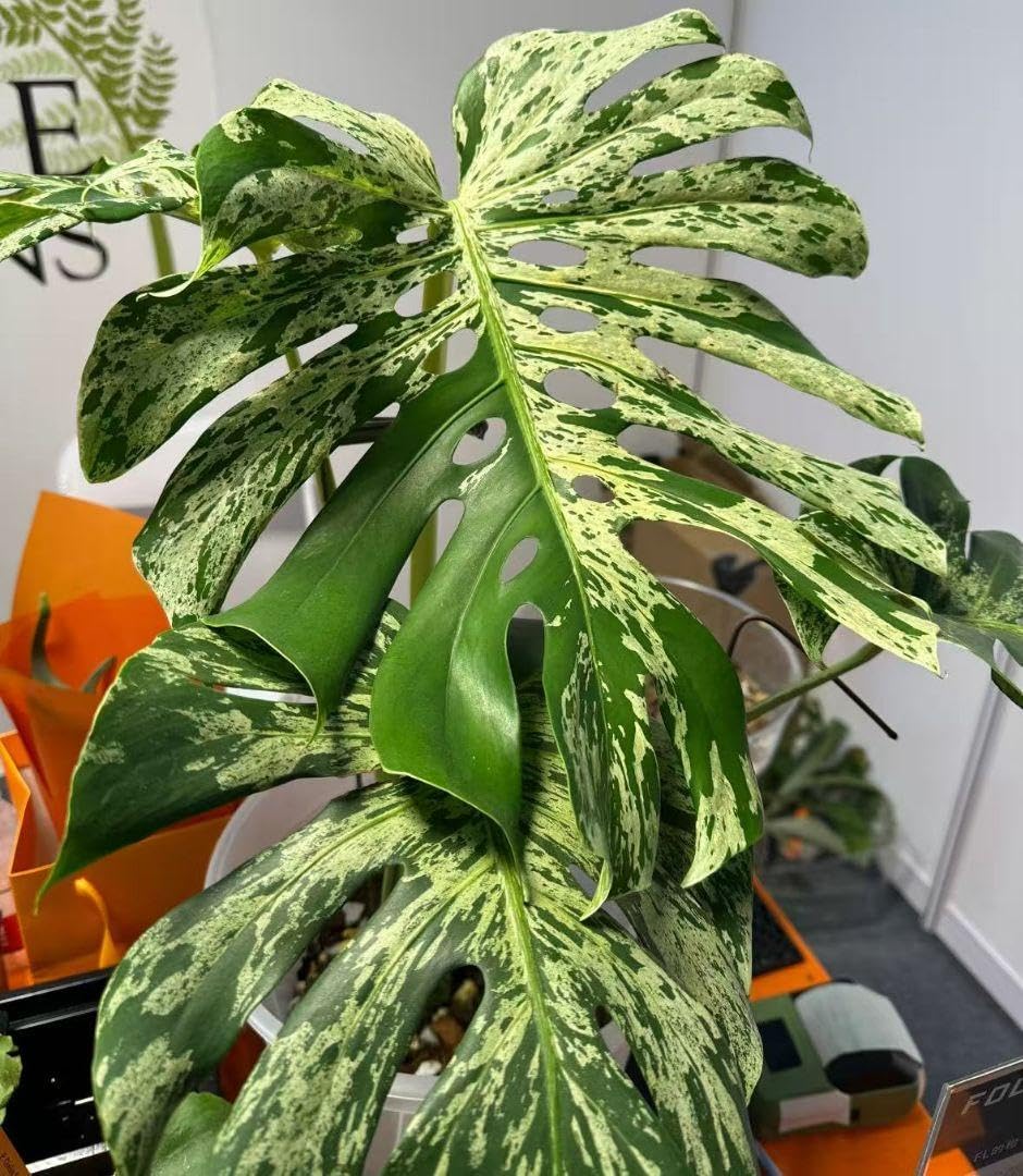 GM】G81 モンステラ デリシオーサ バルバソウル 斑入り Monstera