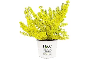 Proven Winners - Forsythia x Show Off Starlet (Forsythia) Shrub: Your Blossoming Bright Star