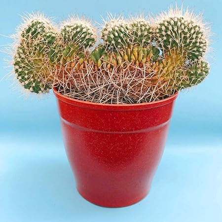 Amazon Co Jp 伊豆シャボテン動物公園 希少 鉢植え サボテン マミラリア綴化 まみらりあ 白神丸綴化 鉢付きセット インテリア 砂色 ナチュラル Diy 工具 ガーデン