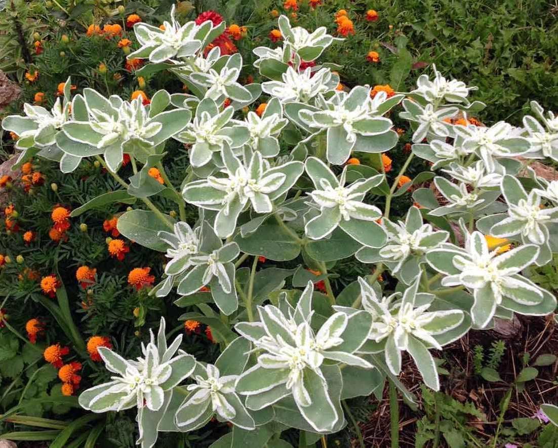 Flores
